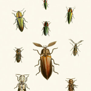 Insect-11